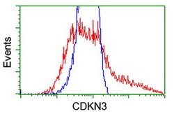 CDKN3 Mouse anti-Human, Clone: OTI2E11, lyophilized, TrueMAB 100 &mu;g;