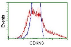 CDKN3 Mouse anti-Human, Clone: OTI2E11, liquid, TrueMAB 100 &mu;L; Unconjugated:Antibodies,