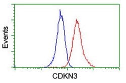 CDKN3 Mouse anti-Human, Clone: OTI2E11, lyophilized, TrueMAB 100 &mu;g;