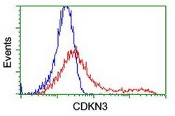 CDKN3 Monoclonal Antibody (OTI1C7), TrueMAB , OriGene 30 μL; Unconjugated:Antibodies,
