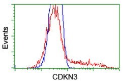 CDKN3 Mouse anti-Human, Clone: OTI2D11, lyophilized, TrueMAB 100 &mu;g;