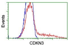 CDKN3 Monoclonal Antibody (OTI2A5), TrueMAB , OriGene 30 &mu;L; Unconjugated:Antibodies,