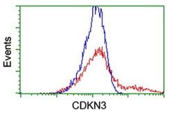 CDKN3 Monoclonal Antibody (OTI2H1), TrueMAB , OriGene 100 &mu;L; Unconjugated:Antibodies,