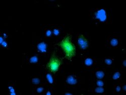 CDKN3 Mouse anti-Human, Clone: OTI1H5, lyophilized, TrueMAB 100 &mu;g;