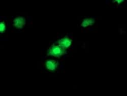 CDKN3 Mouse anti-Human, Clone: OTI2E11, liquid, TrueMAB 100 &mu;L; Unconjugated:Antibodies,