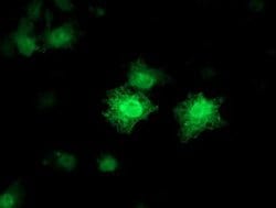 CDKN3 Monoclonal Antibody (OTI1C7), TrueMAB , OriGene:Antibodies:Primary