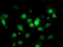 CDKN3 Monoclonal Antibody (OTI5H1), TrueMAB , OriGene 100 &mu;L; Unconjugated:Antibodies,
