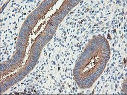 CDKN3 Mouse anti-Human, Clone: OTI2E11, liquid, TrueMAB 100 &mu;L; Unconjugated:Antibodies,