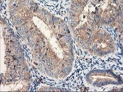CDKN3 Mouse anti-Human, Clone: OTI2E11, liquid, TrueMAB 100 &mu;L; Unconjugated:Antibodies,