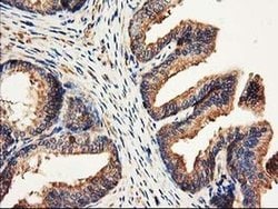 CDKN3 Mouse anti-Human, Clone: OTI2E11, liquid, TrueMAB 100 &mu;L; Unconjugated:Antibodies,