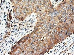 CDKN3 Mouse anti-Human, Clone: OTI2E11, liquid, TrueMAB 100 &mu;L; Unconjugated:Antibodies,