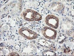 CDKN3 Mouse anti-Human, Clone: OTI2E11, liquid, TrueMAB 100 &mu;L; Unconjugated:Antibodies,