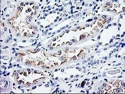 CDKN3 Monoclonal Antibody (OTI2H1), TrueMAB , OriGene 100 &mu;L; Unconjugated:Antibodies,