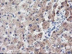 CDKN3 Monoclonal Antibody (OTI2H1), TrueMAB , OriGene 100 &mu;L; Unconjugated:Antibodies,