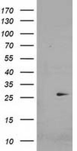 CDKN3 Monoclonal Antibody (OTI1C7), TrueMAB , OriGene:Antibodies:Primary