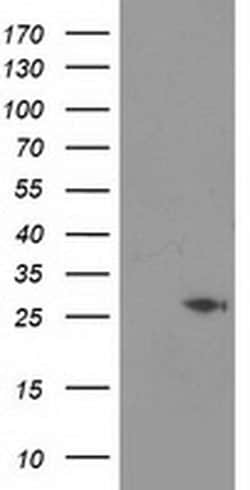 CDKN3 Monoclonal Antibody (OTI2A5), TrueMAB , OriGene 30 &mu;L; Unconjugated:Antibodies,