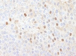 CDT1 Rabbit anti-Human, Polyclonal, Bethyl Laboratories 100 &mu;l; Unlabeled:Antibodies,