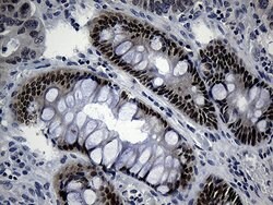 CDX1 Mouse anti-Human, Clone: OTI3A1, lyophilized, TrueMAB 100 &mu;g; Unconjugated:Antibodies,