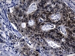 CDX1 Mouse anti-Human, Clone: OTI2A5, lyophilized, TrueMAB 100 &mu;g; Unconjugated:Antibodies,