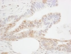 CDX2 Rabbit anti-Human, Polyclonal, Bethyl Laboratories 10 &mu;L; Unconjugated:Antibodies,
