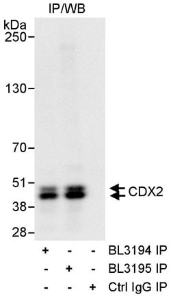 CDX2 Rabbit anti-Human, Polyclonal, Bethyl Laboratories 10 &mu;L; Unconjugated:Antibodies,