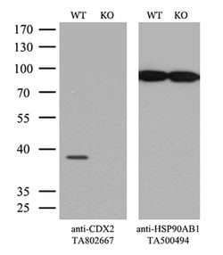CDX2 Mouse anti-Human, Clone: OTI3B1, TrueMAB , Origene 30 &mu;L; Unconjugated:Anticuerpos