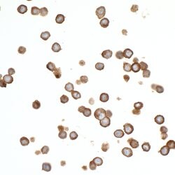 CEACAM1 Recombinant Rabbit Monoclonal Antibody (BLR032F), Bethyl Laboratories:Antibodies:Primary