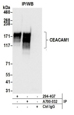 CEACAM1 Recombinant Rabbit Monoclonal Antibody (BLR032F), Bethyl Laboratories:Antibodies:Primary