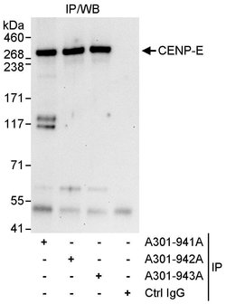 CENP-E Rabbit anti-Human, Polyclonal, Bethyl Laboratories 100 &mu;L; Unconjugated:Antibodies,