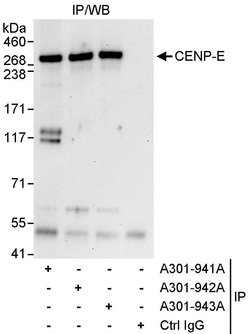 CENP-E Rabbit anti-Human, Polyclonal, Bethyl Laboratories 10 &mu;l; Unlabeled:Antibodies,