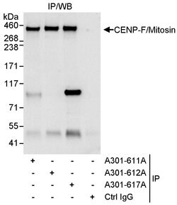 CENP-F/Mitosin Rabbit anti-Human, Polyclonal, Bethyl Laboratories 10 &mu;L;