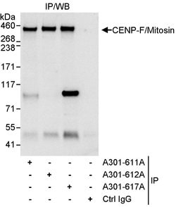 CENP-F/Mitosin Rabbit anti-Human, Polyclonal, Bethyl Laboratories 100 &mu;l;