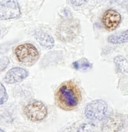 CENP-F/Mitosin Polyclonal Antibody, Bethyl Laboratories 10 &mu;L; Unconjugated:Antibodies,