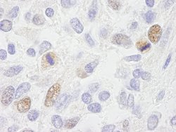 CENP-F/Mitosin Polyclonal Antibody, Bethyl Laboratories 10 &mu;L; Unconjugated:Antibodies,