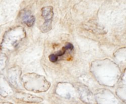 CENP-F/Mitosin Polyclonal Antibody, Bethyl Laboratories 10 &mu;L; Unconjugated:Antibodies,