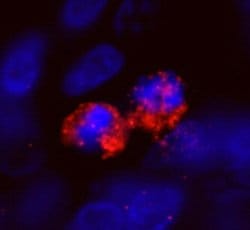 CENP-F/Mitosin Polyclonal Antibody, Bethyl Laboratories 10 &mu;L; Unconjugated:Antibodies,