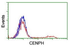 CENPH Monoclonal Antibody (OTI2A11), TrueMAB , OriGene:Antibodies:Primary