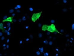 CENPH Monoclonal Antibody (OTI2A11), TrueMAB , OriGene:Antibodies:Primary