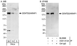 CENTD2/ARAP1 Rabbit anti-Human, Polyclonal, Bethyl Laboratories 100 &mu;L;