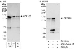 CEP128 Rabbit anti-Human, Polyclonal, Bethyl Laboratories 100 &mu;L; Unconjugated:Antibodies,