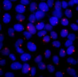 CEP131/AZ1 Rabbit anti-Human, Polyclonal, Bethyl Laboratories 100 &mu;L;