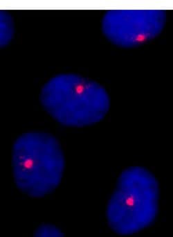 CEP131/AZ1 Rabbit anti-Human, Polyclonal, Bethyl Laboratories 100 &mu;l;