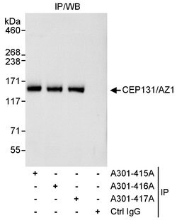 CEP131/AZ1 Rabbit anti-Human, Polyclonal, Bethyl Laboratories 10 &mu;l;