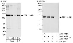 CEP131/AZ1 Rabbit anti-Human, Polyclonal, Bethyl Laboratories 100 &mu;L;