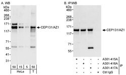 CEP131/AZ1 Rabbit anti-Human, Polyclonal, Bethyl Laboratories 100 &mu;l;