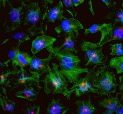 CEP131/AZ1 Polyclonal Antibody, Bethyl Laboratories 100 &mu;L; Unconjugated:Antibodies,