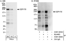 CEP170 Rabbit anti-Human, Polyclonal, Bethyl Laboratories 100 &mu;L; Unconjugated:Antibodies,