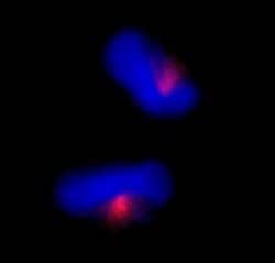 CEP170 Polyclonal Antibody, Bethyl Laboratories 100 &mu;L; Unconjugated:Antibodies,