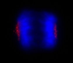 CEP170 Polyclonal Antibody, Bethyl Laboratories 100 &mu;L; Unconjugated:Antibodies,