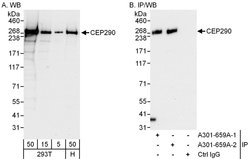 CEP290 Rabbit anti-Human, Polyclonal, Bethyl Laboratories 100 &mu;L; Unconjugated:Antibodies,